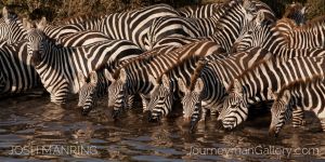 Josh Manring Photographer Decor Wall Art - africa wildlife-27.jpg
